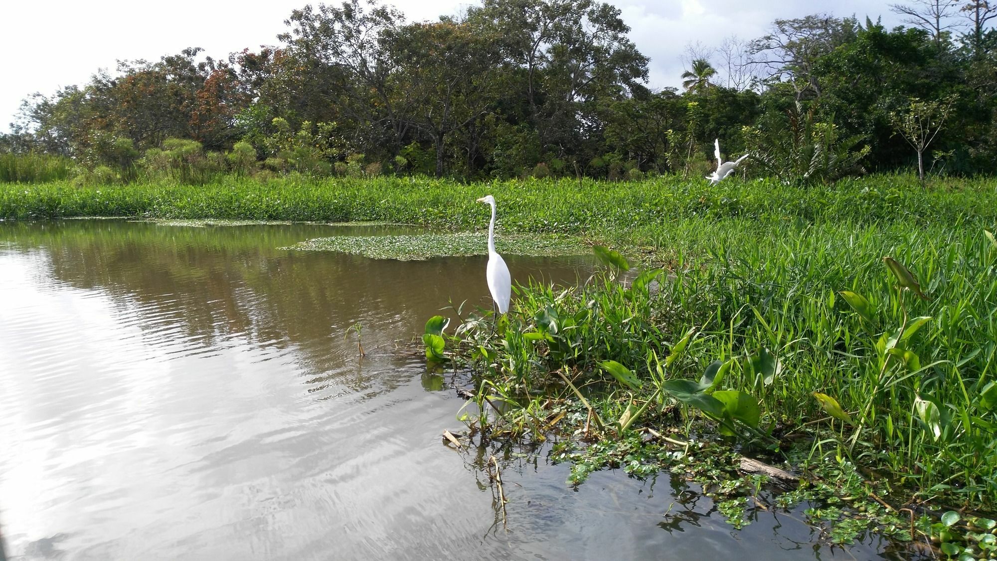 Lirio Lodge Barra de Pacuare Exteriér fotografie